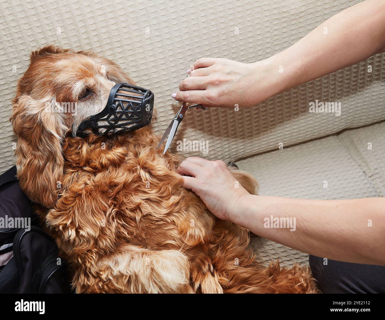Ein Hund liegt ruhig mit einem Maul, während er mit einer Schere gepflegt wird, und zeigt aus Sicherheitsgründen eine entspannte Umgebung. Stockfoto