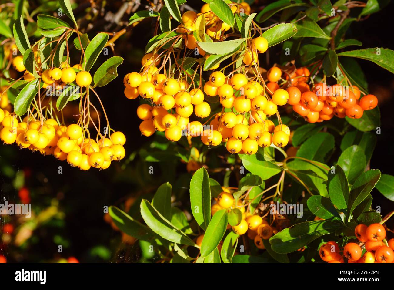 Gelbe, orange, rote Beeren des Strauchs Pyracantha coccinea, des scharlachroten feuerdorns oder des roten feuerdorns. Rosenfamilie (Rosaceae). Herbst, Niederlande. Stockfoto