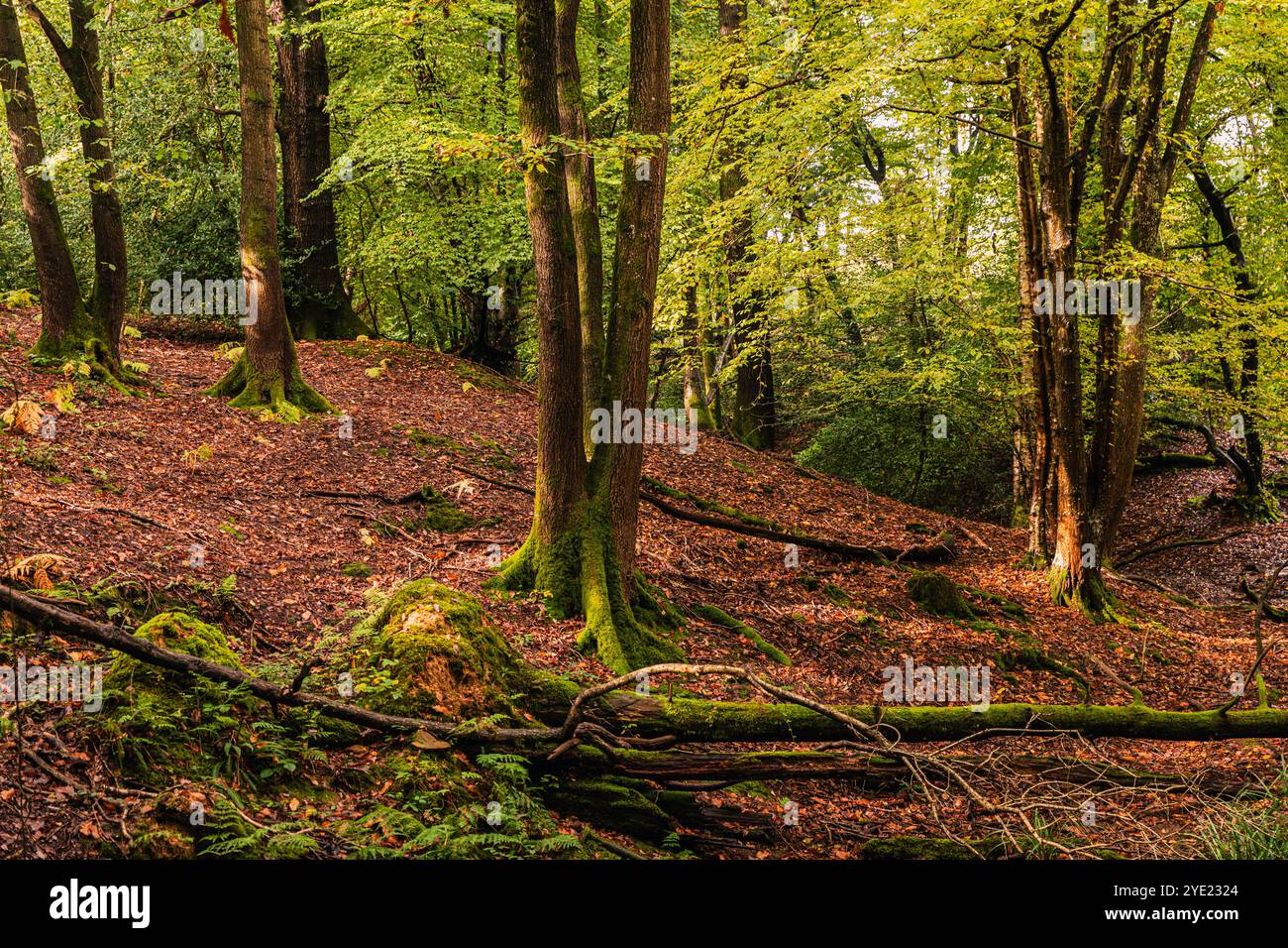 High weald Herbstwald in der Nähe von Brightling East Sussex Südosten Englands Großbritannien Stockfoto