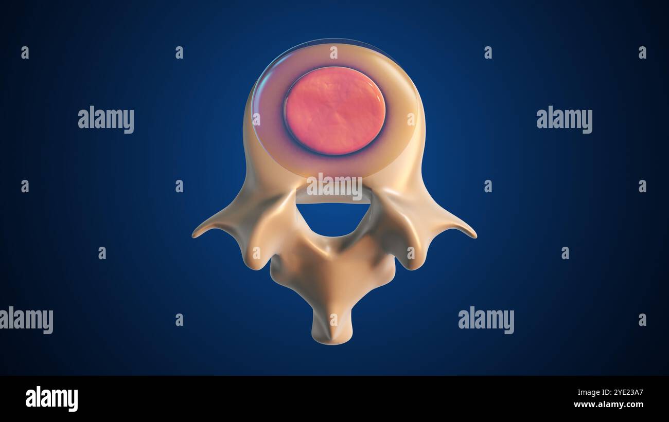 Nucleus pulposus und Annulus fibrosus Support Spine Stockfoto