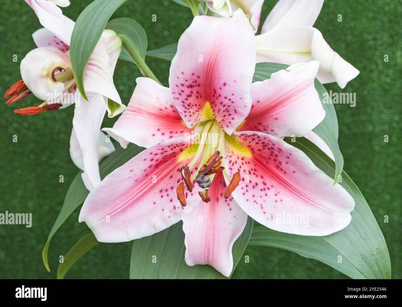 Orientalische Lilie 'Mona Lisa', Lilium Stockfoto