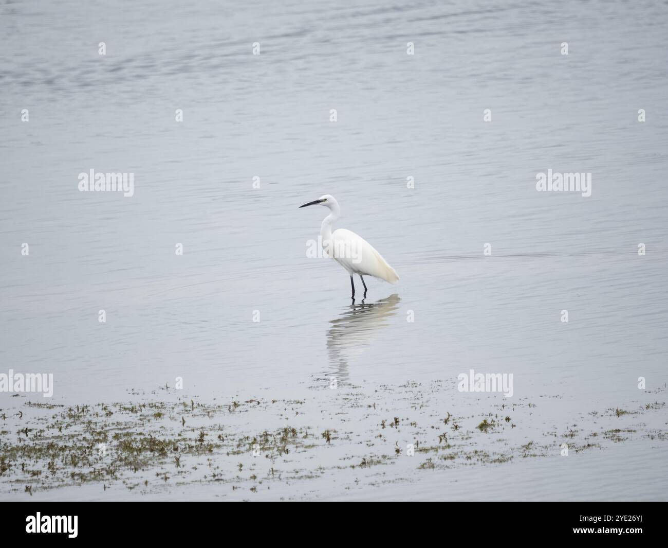 Seidenreiher - Egretta garzetta Stockfoto