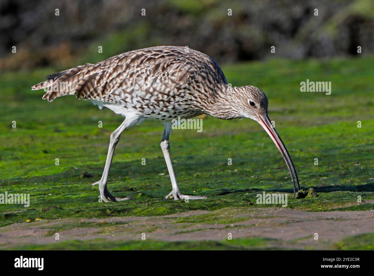 CURLEW, GROSSBRITANNIEN. Stockfoto