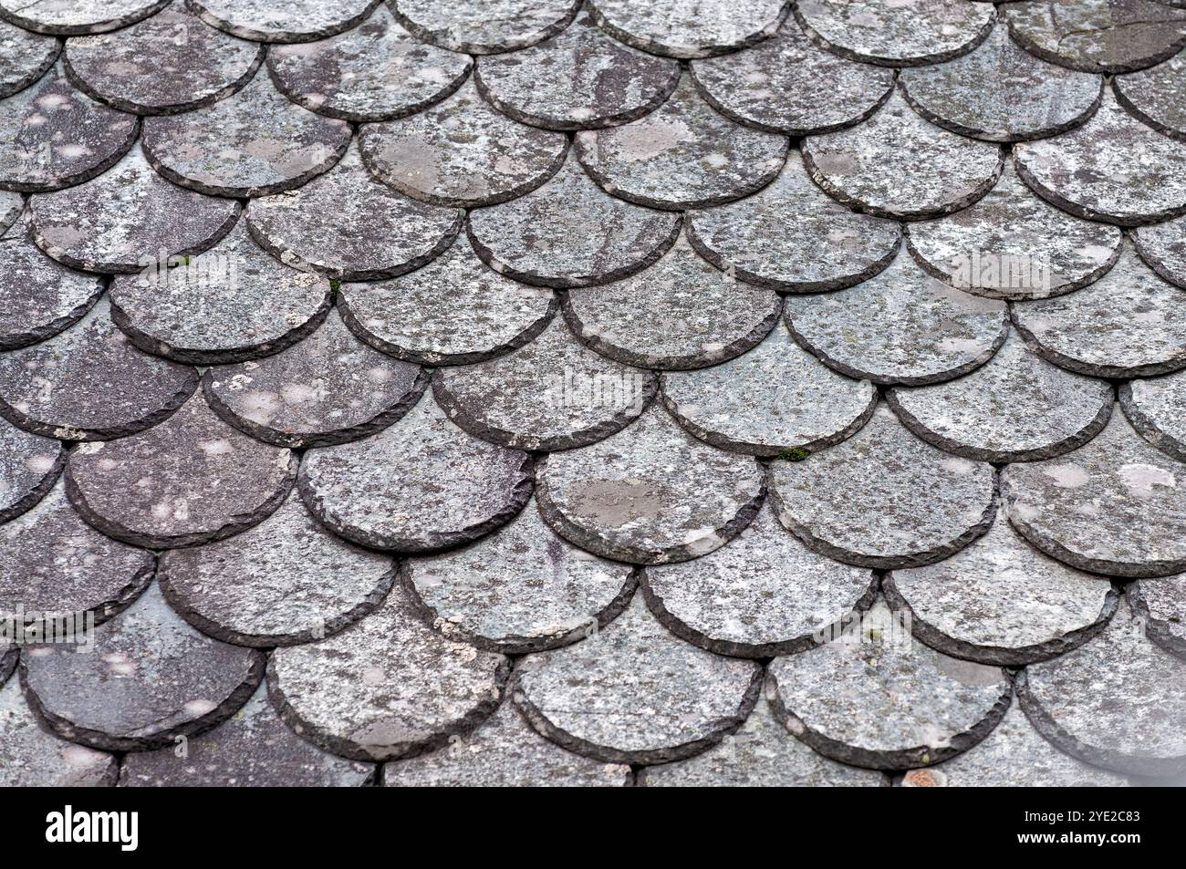 Die runden Schieferziegel bilden ein faszinierendes Mosaik auf einem verwitterten Dach, das das Wesen der Handwerkskunst im Laufe der Zeit einfängt. Stockfoto