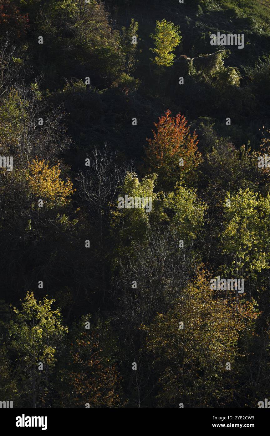 Laubwald, Herbstfarben, Herbst, Struempfelbach, Weinstadt, Baden-Württemberg, Deutschland, Europa Stockfoto