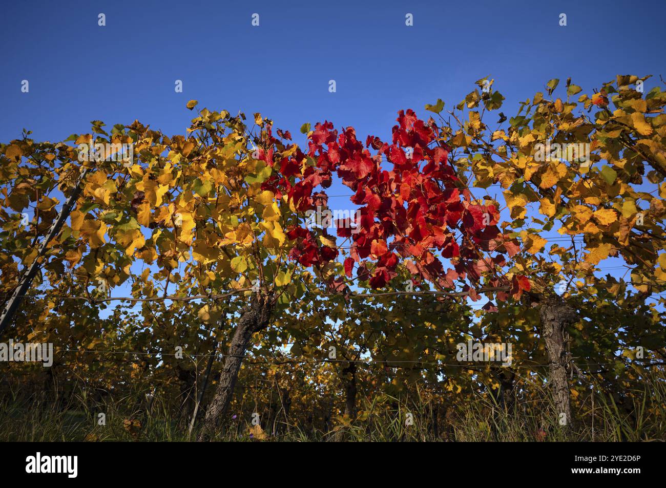 Rote Reben zwischen gelben Reben Weinberg, Reben, Weinreben, Weinbau, Herbstfärbung, Herbst, Struempfelbach, Weinstadt, Baden-Wuerttemb Stockfoto