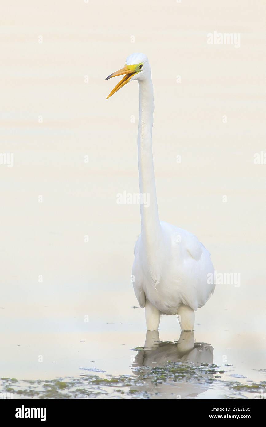 Großreiher (Ardea alba) im Wasser der Ostsee, heller Hintergrund, Tierwelt, Naturfotografie, Reiher, Wasservogel, Ostseeküste Stockfoto