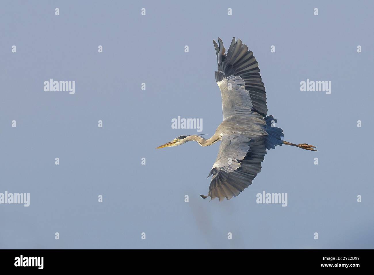 Graureiher (Ardea cinerea), Erwachsener, im Flug, Tierwelt, Naturfotografie, reiher, Wasservögel, Ostseeküste, Fehmarninsel, Ostholsteinisch, Schlesw Stockfoto