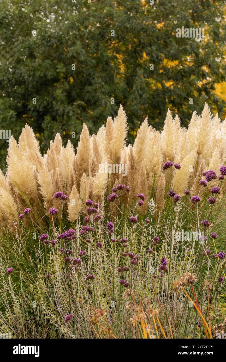 Immer beliebtes Pampas Gras (Cortaderia selloana) in halbgroßer Nähe mit etwas negativem Raum. Natürliche Muster, Natur, Umwelt, achtsam, auffällig Stockfoto