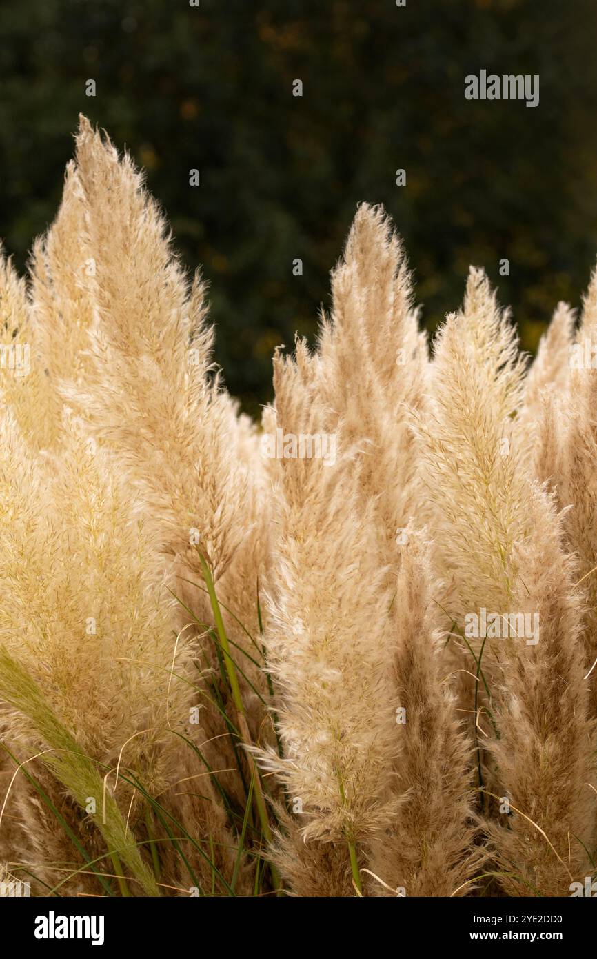 Immer beliebtes Pampas Gras (Cortaderia selloana) in halbgroßer Nähe mit etwas negativem Raum. Natürliche Muster, Natur, Umwelt, achtsam, auffällig Stockfoto