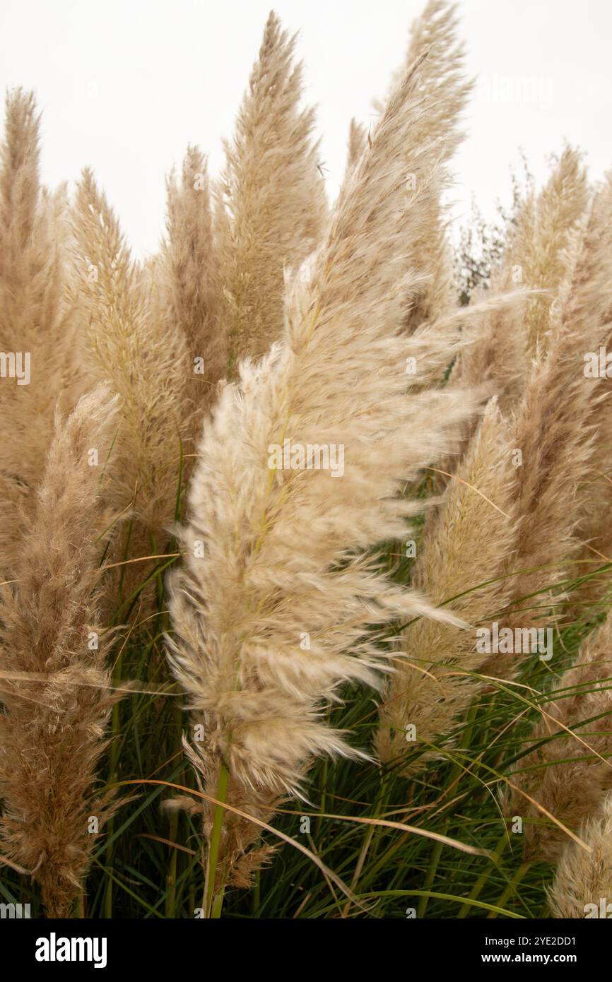 Immer beliebtes Pampas Gras (Cortaderia selloana) in halbgroßer Nähe mit etwas negativem Raum. Natürliche Muster, Natur, Umwelt, achtsam, auffällig Stockfoto