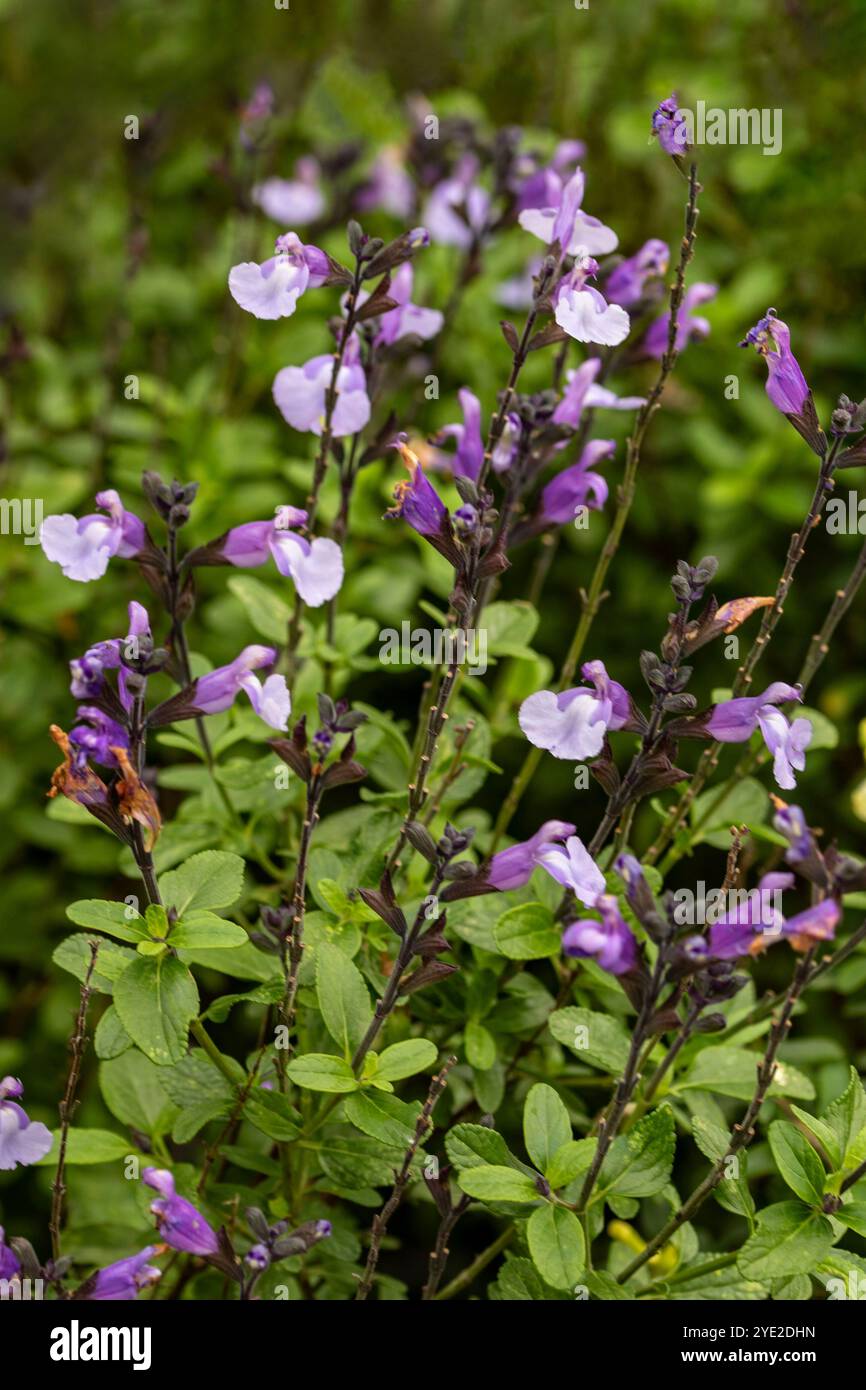Zart schöner Salvia 'SoCool Pale Blue' PBR, Salbei 'SoCool Pale Blue'. Natürliches Nahaufnahme blühendes Pflanzenporträt. Erstaunlich, aufmerksamkeitsstark, Stockfoto
