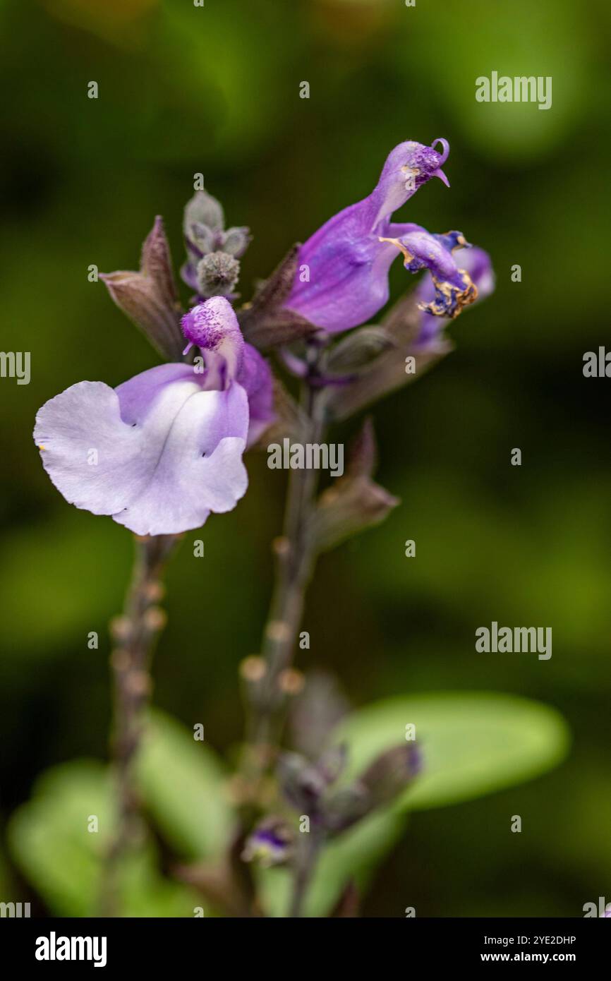 Zart schöner Salvia 'SoCool Pale Blue' PBR, Salbei 'SoCool Pale Blue'. Natürliches Nahaufnahme blühendes Pflanzenporträt. Erstaunlich, aufmerksamkeitsstark, Stockfoto
