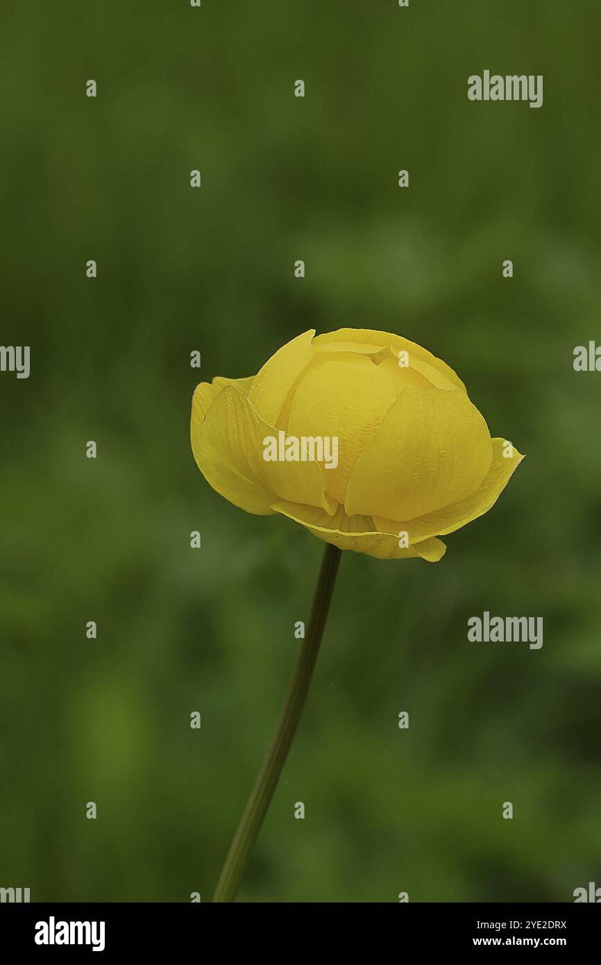 Europäische Trollblume (Trollius europaeus), gelbe Blüte auf einer Feuchtwiese, Wilnsdorf, Nordrhein-Westfalen, Deutschland, Europa Stockfoto