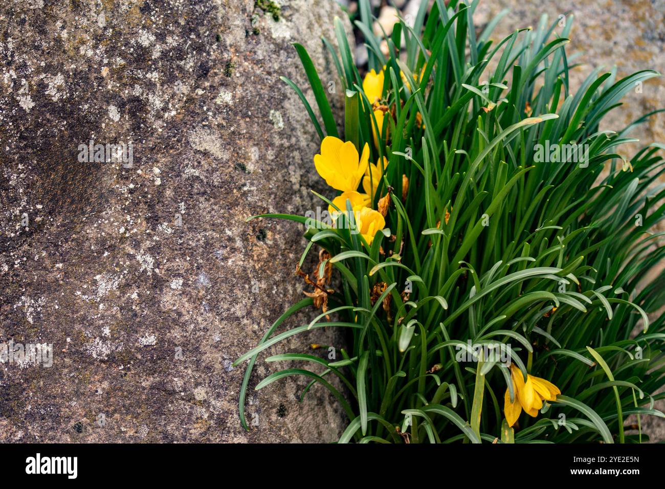 Ziemlich hellgelbe Sternbergia lutea. Natürliches Nahaufnahme blühendes Pflanzenporträt. Erstaunlich, Aufmerksamkeit erregend, schön, blühend, rot, Fett Stockfoto