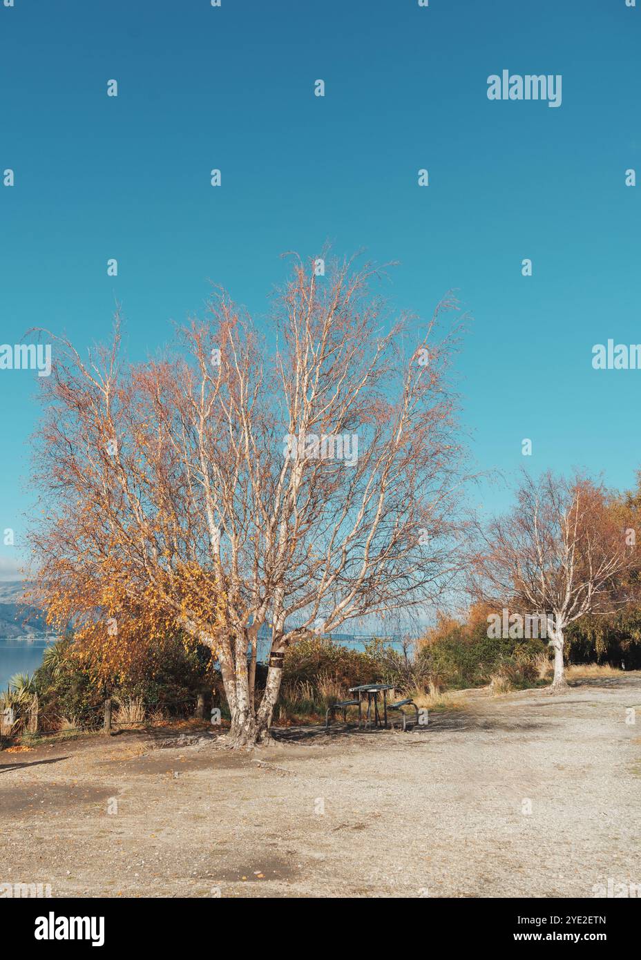 Laubbäume mit Sitzplatz im Herbstpark bei Aussichtspunkt an sonnigen Tagen Stockfoto