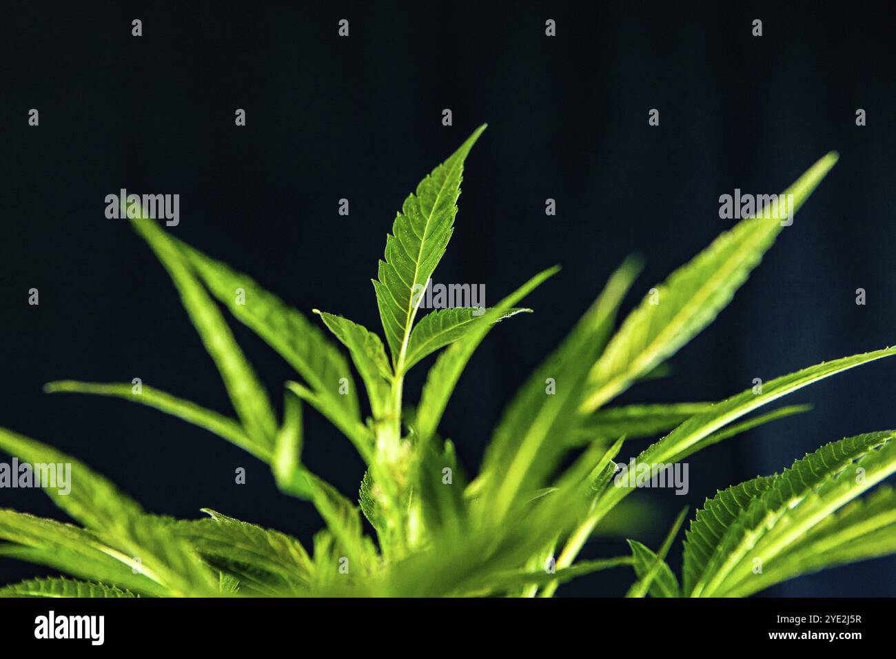 Selektiver Fokus Nahaufnahme der Spitze einer Cannabispflanze, Fächerblätter sprießen von einer Marihuanapflanze auf schwarzem Hintergrund. Kopierbereich oben links Stockfoto