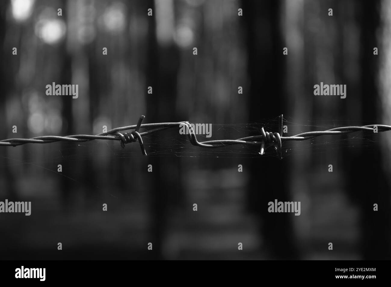 Stacheldraht, surrealistischer Wald, stimmungsvoller Black Metal Wald, dunkler gruseliger Wald, Horrorstimmung, fantastische Farben Stockfoto