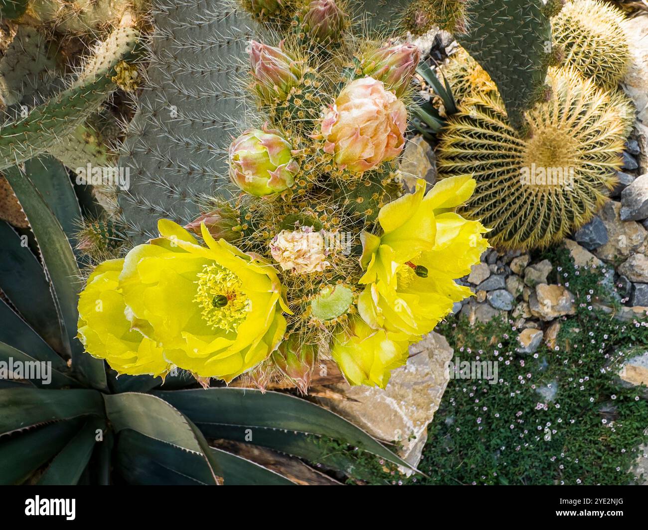 Arborescent Pricklypear Cactus, Opuntia leucotricha, Blume, blühend im Prager Botanischen Garten, Tschechische Republik, 12. Juni 2024. (CTK Photo/Libor SOJ Stockfoto