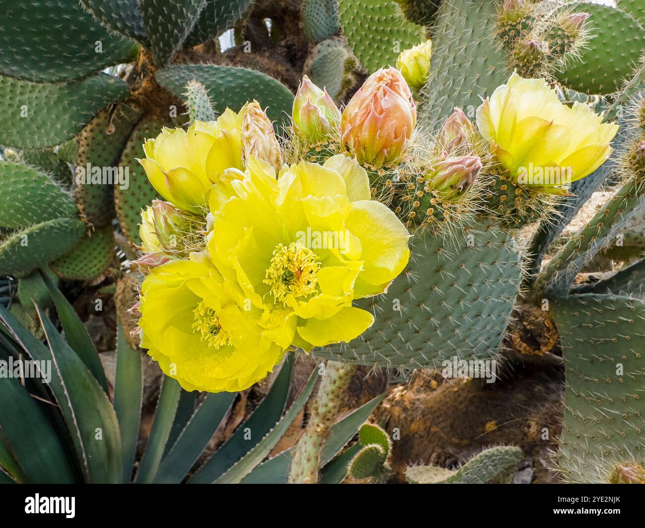 Arborescent Pricklypear Cactus, Opuntia leucotricha, Blume, blühend im Prager Botanischen Garten, Tschechische Republik, 12. Juni 2024. (CTK Photo/Libor SOJ Stockfoto