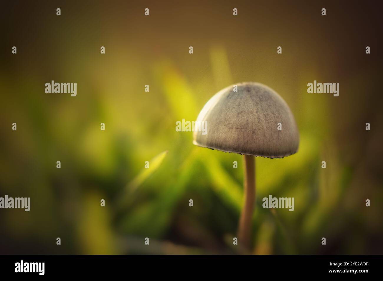 Pilze wachsen in Wäldern, die mit grünem Moos bedeckt sind. Stockfoto