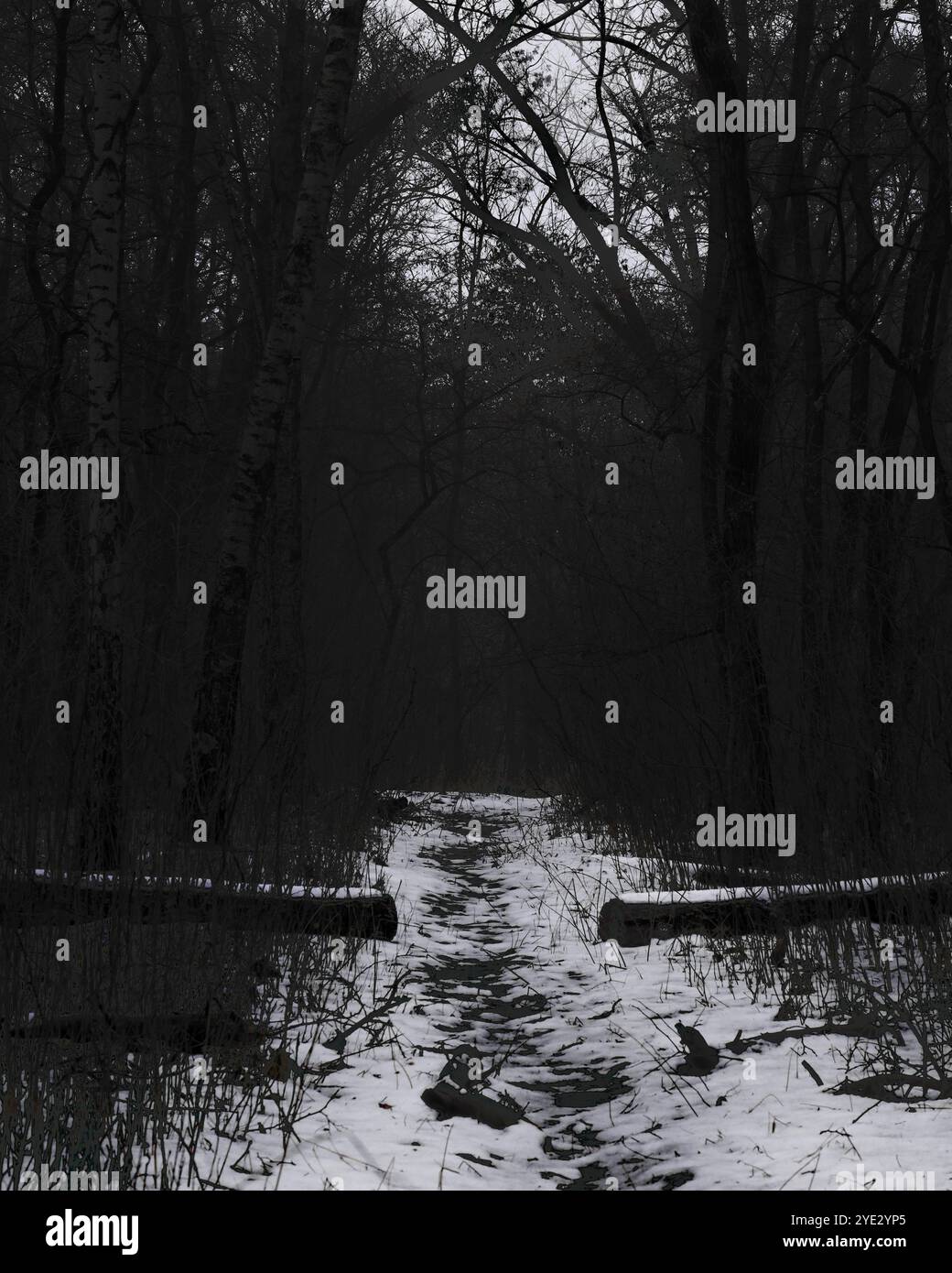 Straße im dunklen Fantasy-Wald, stimmungsvolle Black Metal Wälder, nebliger dunkler gruseliger Wald, Horrorstimmung Stockfoto