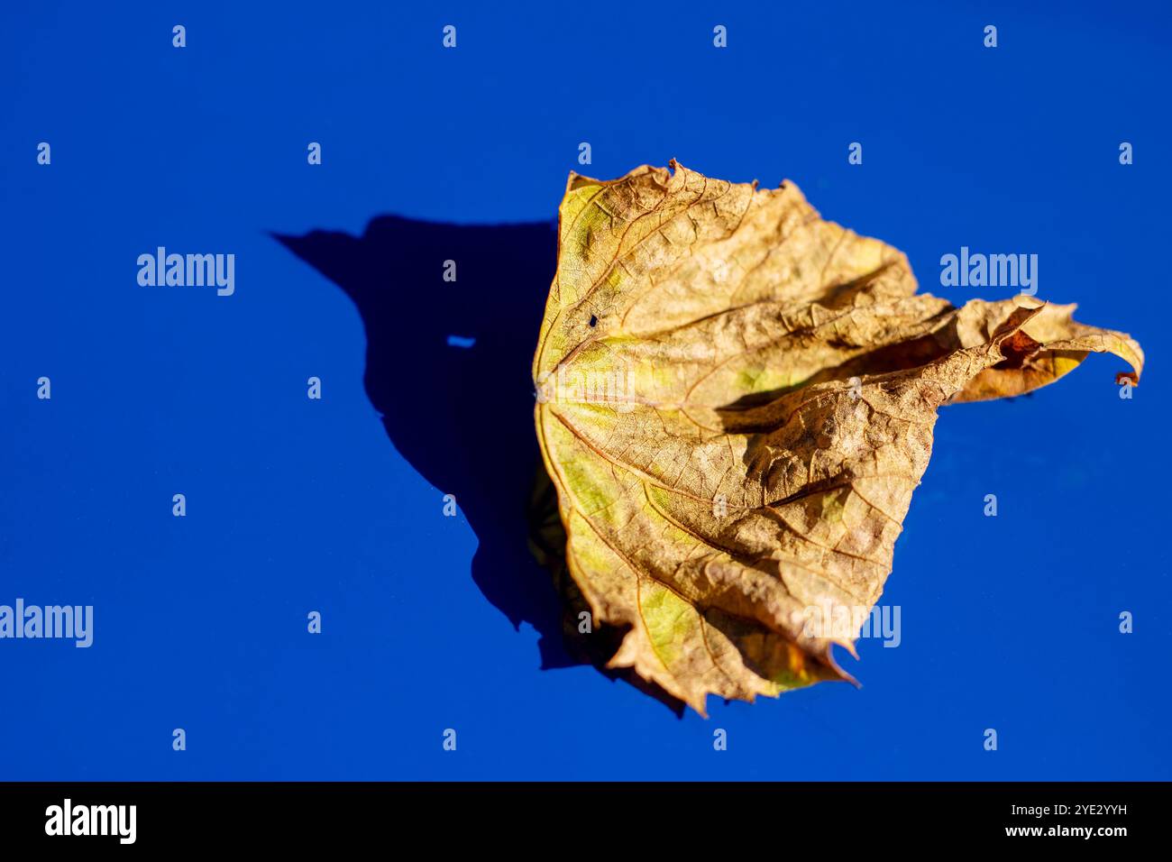 Ein leuchtend gelbes Blatt liegt sanft auf einer hellblauen Oberfläche und erzeugt einen auffälligen visuellen Kontrast, der das Auge auf sich zieht Stockfoto