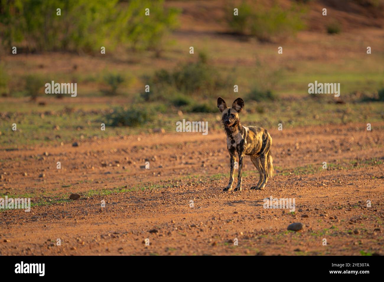 Afrikanischer Wildhund (Lycaon pictus) gefährdetes Tierporträt. Wild Dog schaut in die Kamera. Lower Sambezi National Park, Sambia Stockfoto