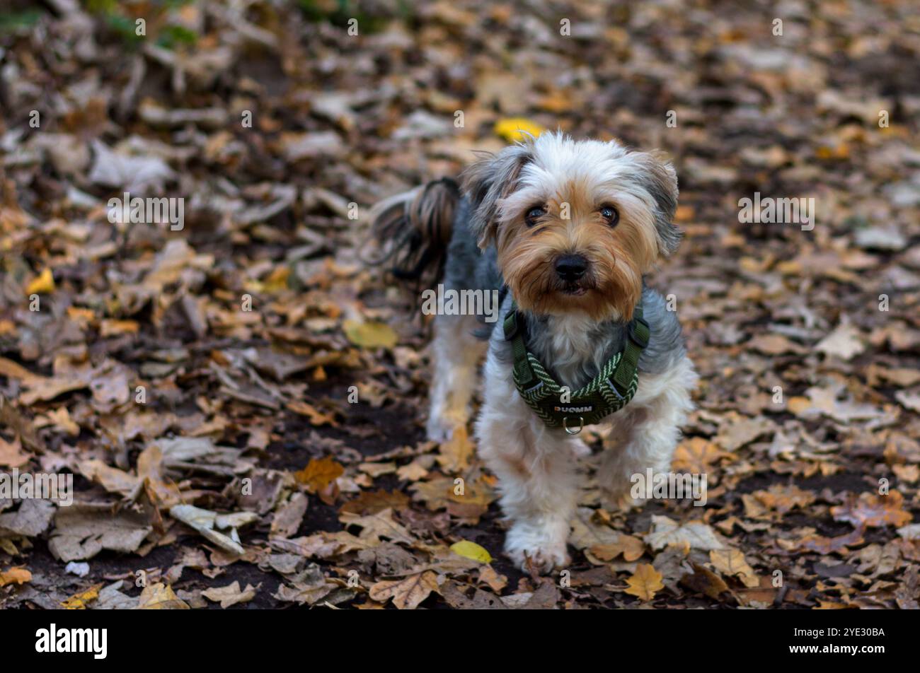 Little Yorkshire Terrier auf herbstlichen Blättern Hintergrund. Spielzeughund im Wald. Herbst, Herbst, Oktober Stockfoto