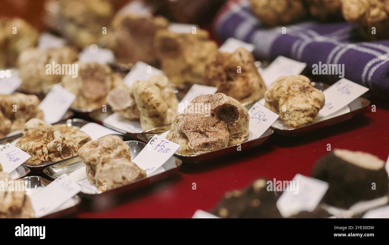 Beim Alba Truffle Festival in Italien stöbern die Teilnehmer durch eine vielfältige Auswahl seltener Trüffel, die auf Tabletts platziert werden. Die Veranstaltung zeigt die Trüffel der Region Stockfoto