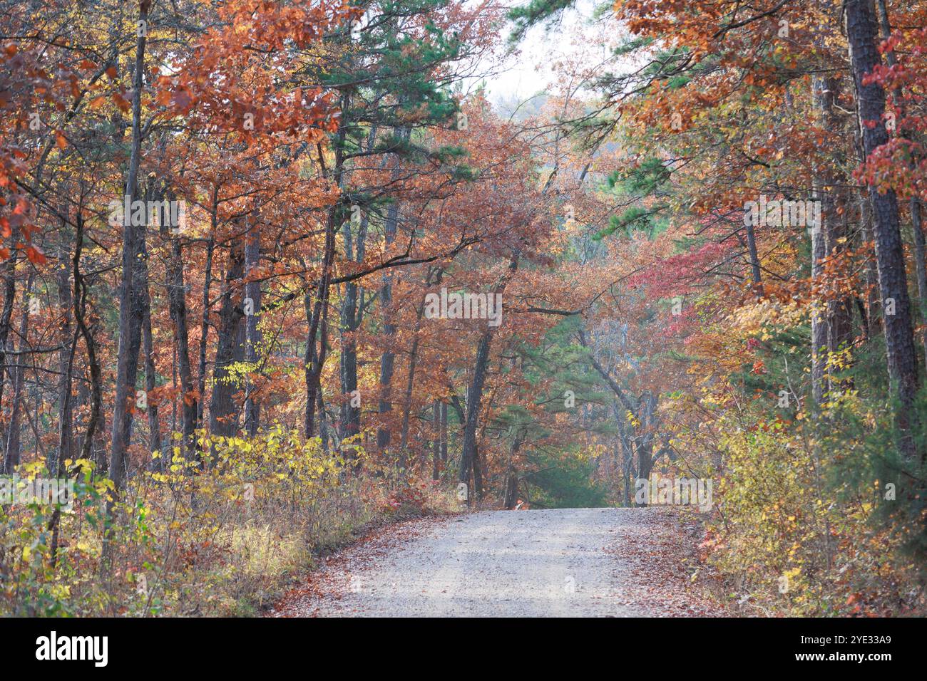 Straße durch den Wald Stockfoto