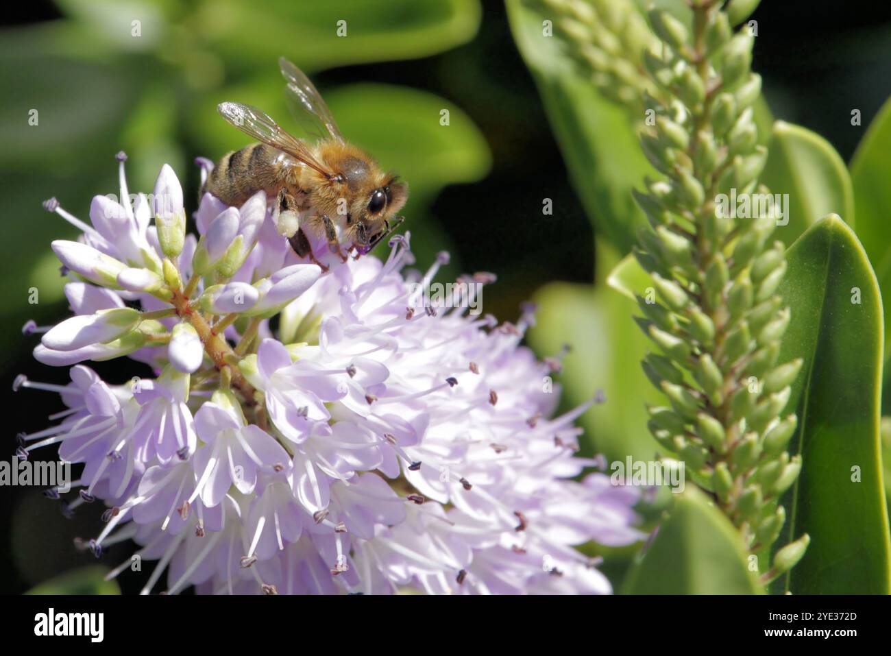 Nahaufnahme der Western Honey Bee (APIs mellifera), die Nektar und Pollen einer Kopfblume sammelt Stockfoto