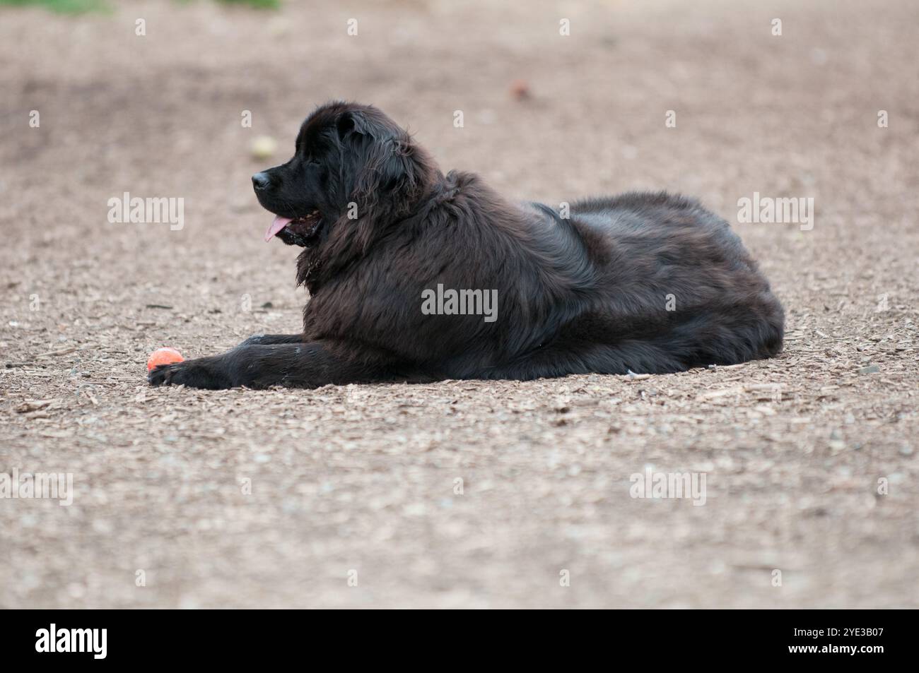 Neufundland liegt auf dem Boden im Hundepark Stockfoto
