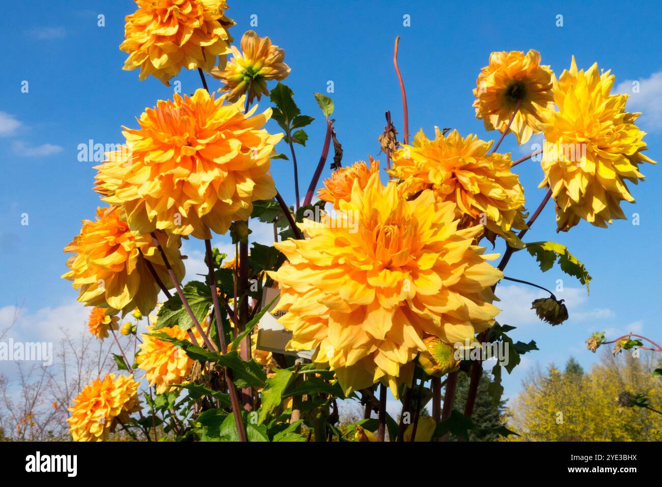 Herbst Garten Oktober Orange Dahlien Blumen Dahlia 'Gitts Perfection' Stockfoto