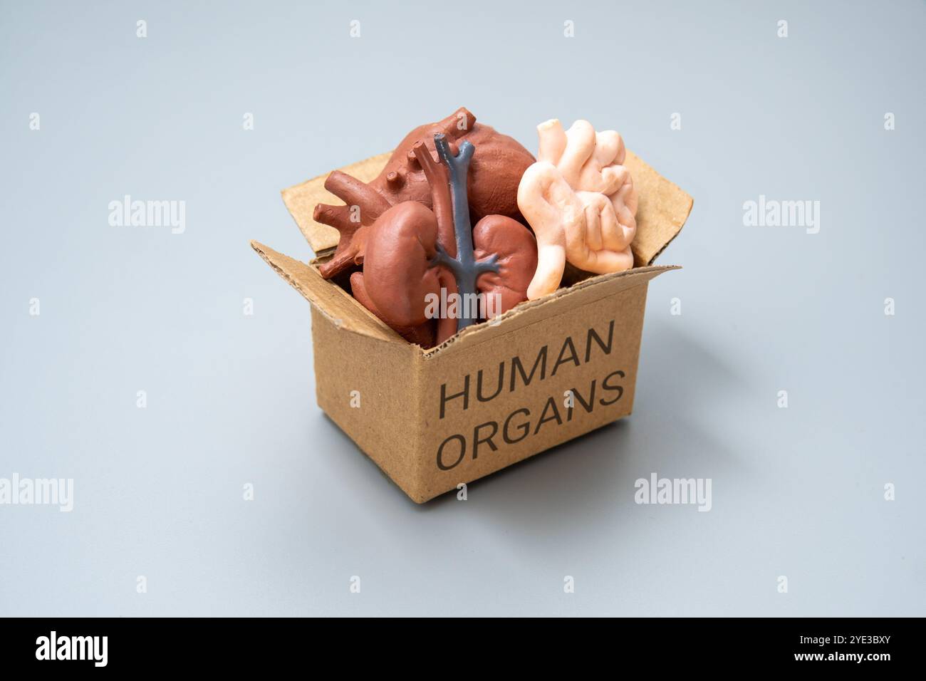Eine Box gefüllt mit verschiedenen menschlichen Organen und mit der Aufschrift „MENSCHLICHE ORGANE“. Anatomie, Medizin, Gesundheit oder Organspendekonzept. Stockfoto