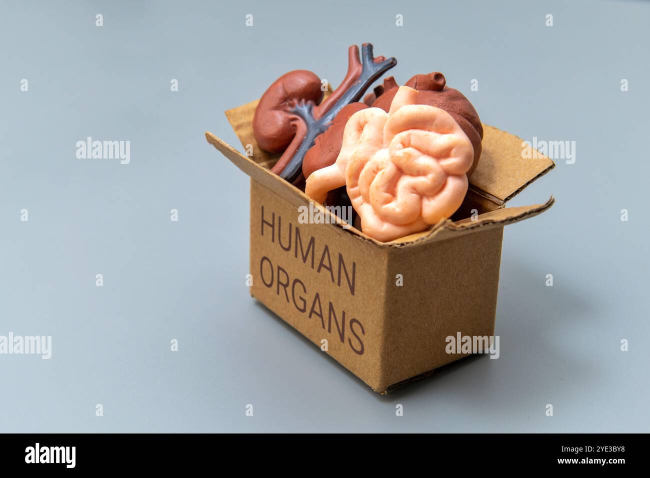 Eine Box gefüllt mit verschiedenen menschlichen Organen und mit der Aufschrift „MENSCHLICHE ORGANE“. Anatomie, Medizin, Gesundheit oder Organspendekonzept. Stockfoto