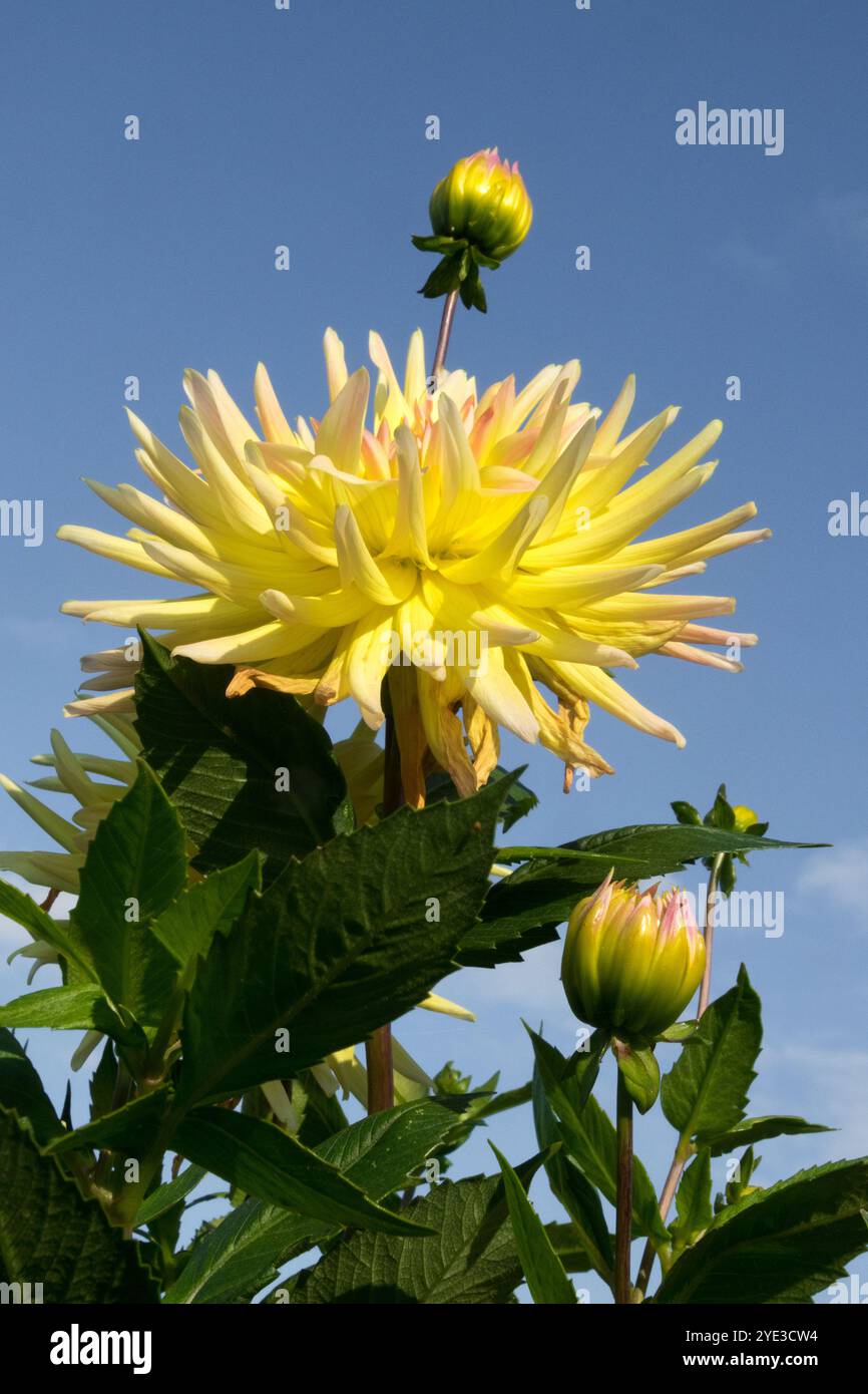 Gelbe Blume Dahlia „Cabana Banana“ Stockfoto