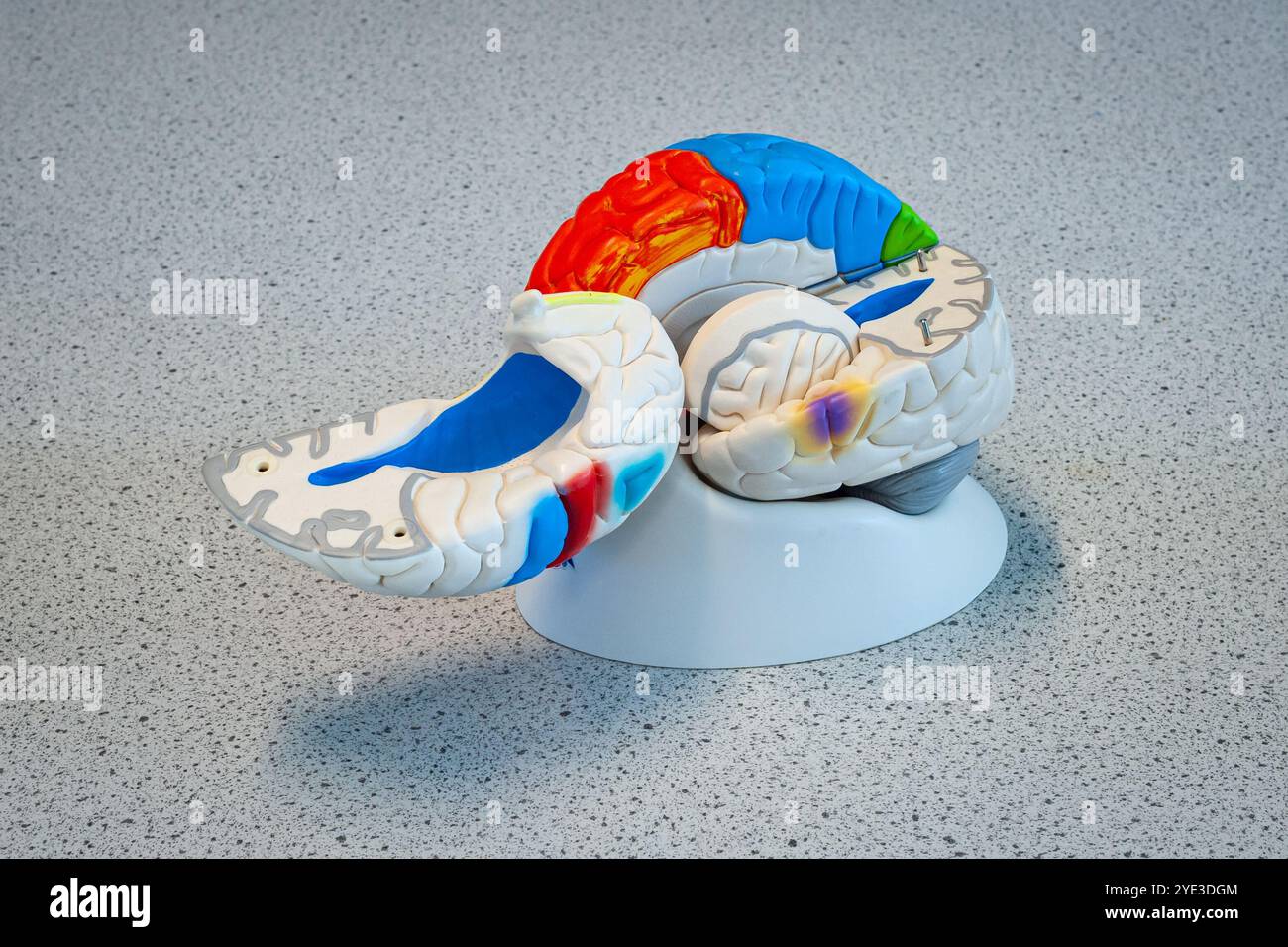 Entfaltetes plastisches Modell des menschlichen Gehirns, in dem Farben verschiedene Hirnareale anzeigen. Wird während des Biologiekurses in der Sekundarstufe verwendet. Stockfoto