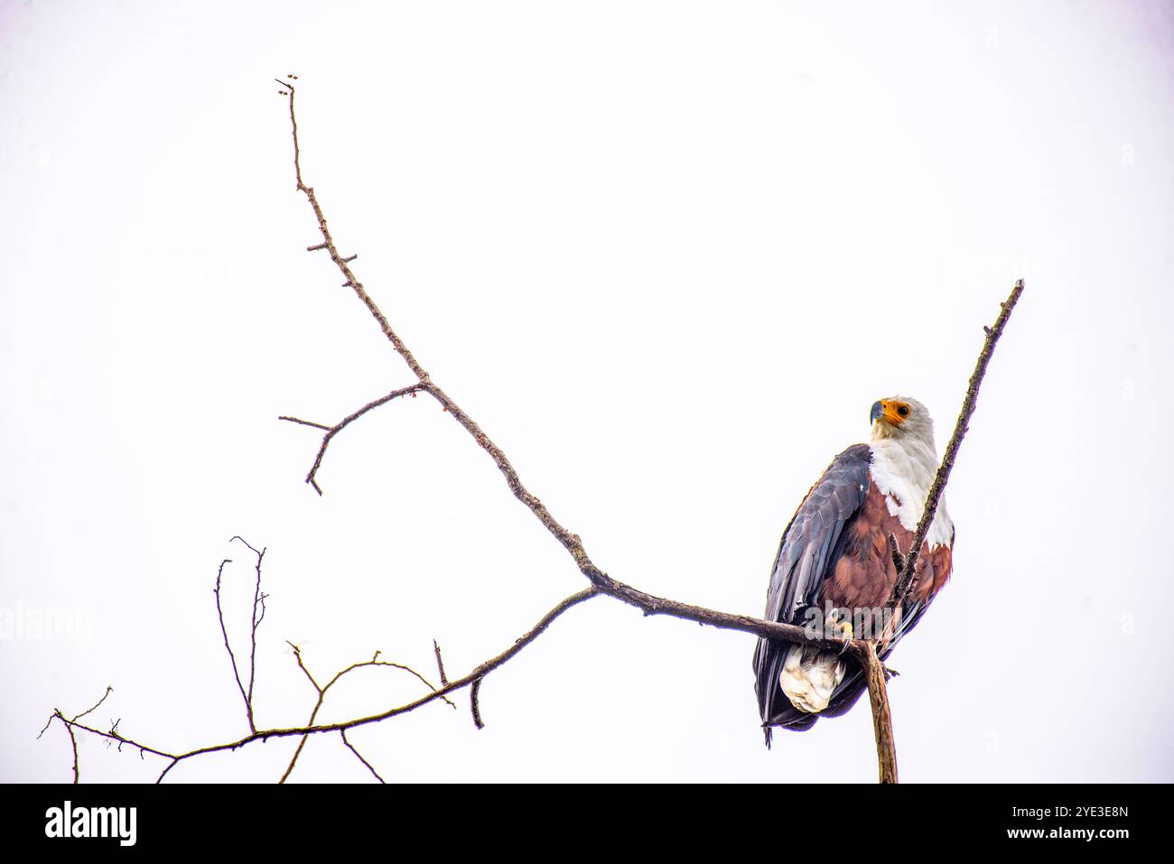 AFRICAAN FISH EAGLE ( Haliaeetus vocifer) im Serenada Eco Resort - Uganda Stockfoto
