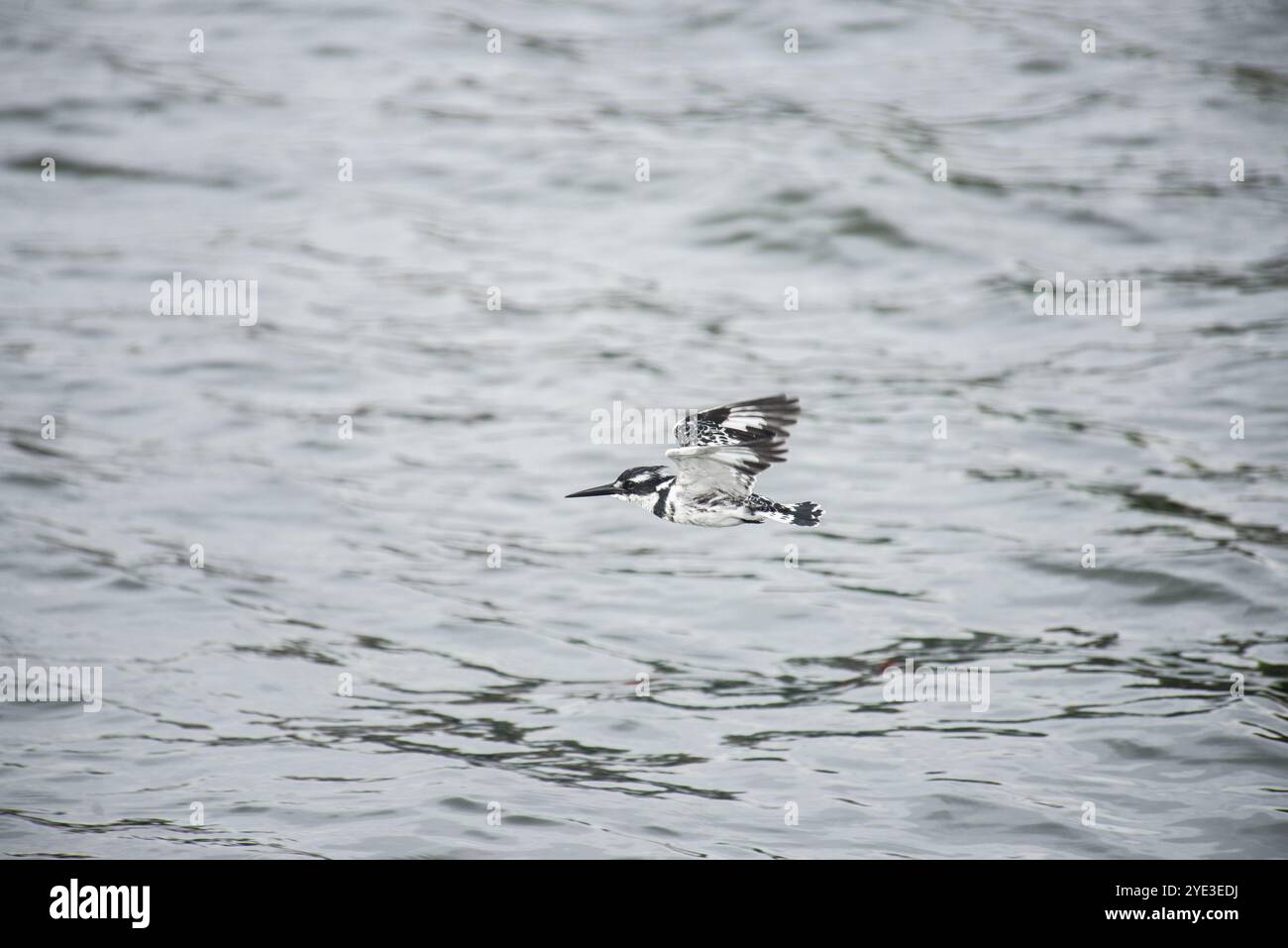 RATTENVOGEL (Ceryle rudis) - Viktoriasee - Uganda Stockfoto