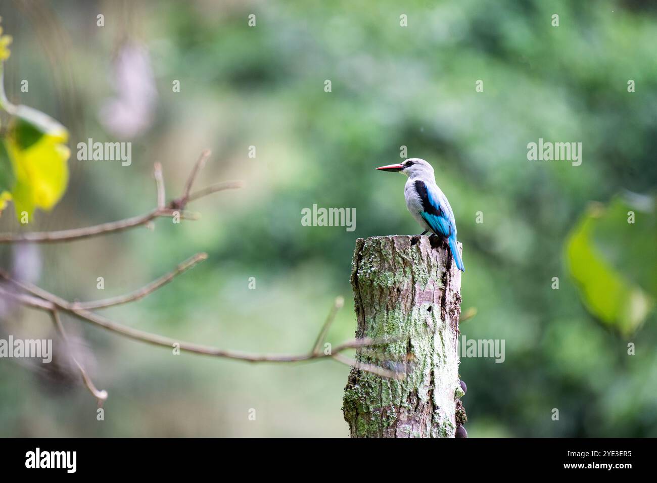 WALDLAND KINGFISHER ( Halcyon senegalensis ) - Serenada Eco Resort - Uganda Stockfoto