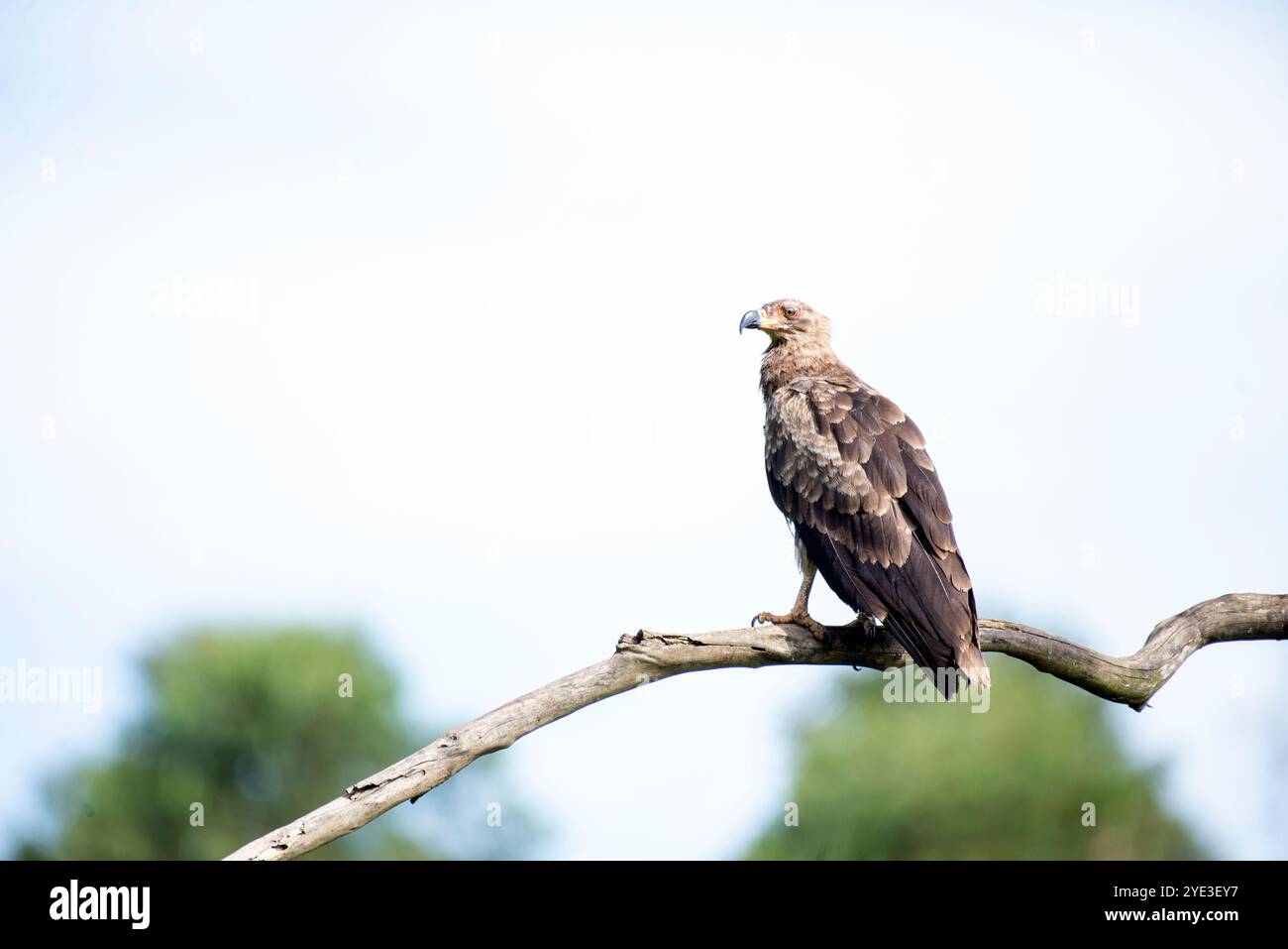 Tawny Eagle ( Aquila rapax ) - Munyonyo - Uganda Stockfoto