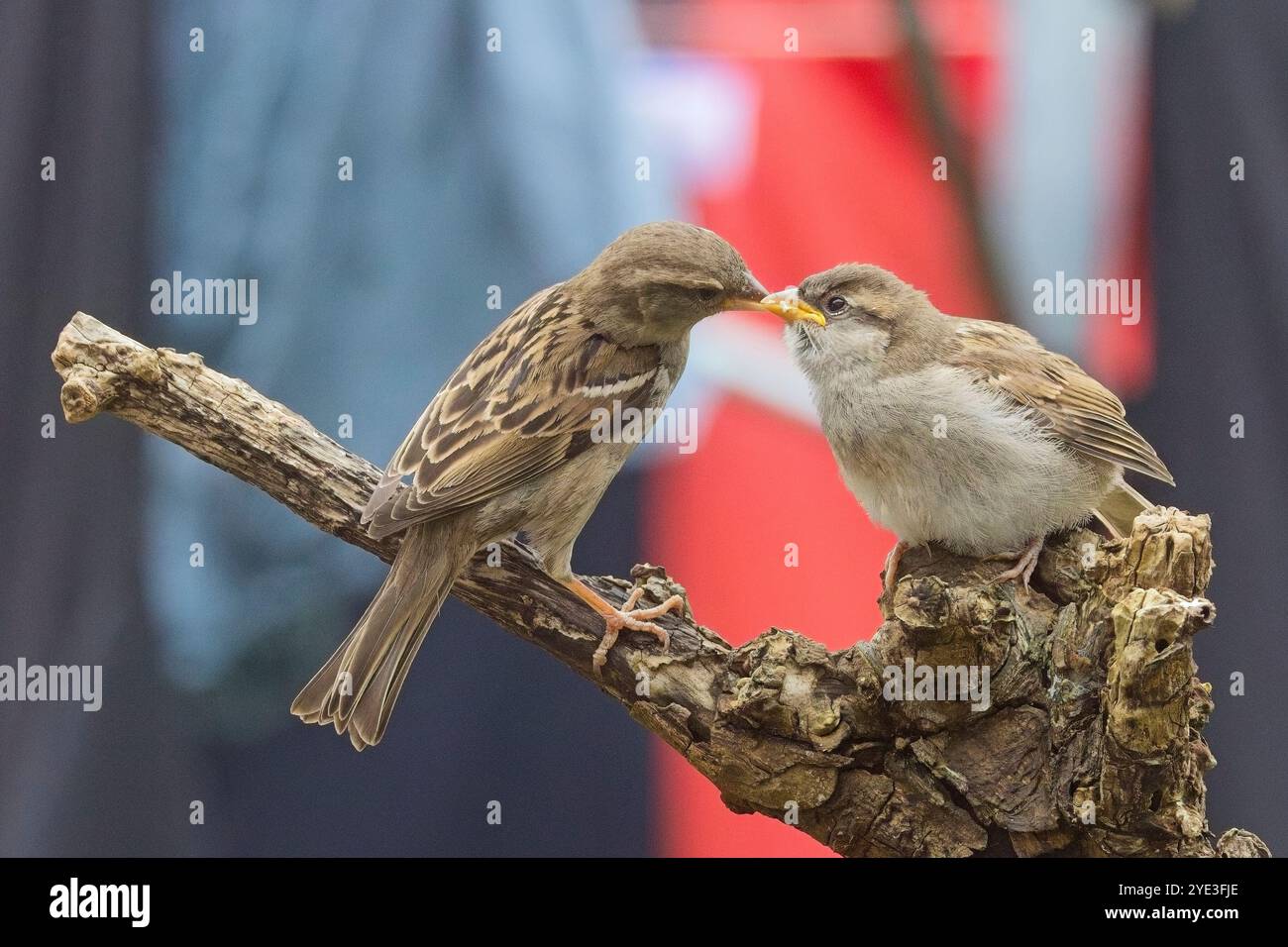 Hausspatzen (Passer domesticus), weibliches Elternteil, das einen jungen Jungen füttern will, Penzance, Cornwall, Großbritannien. Stockfoto