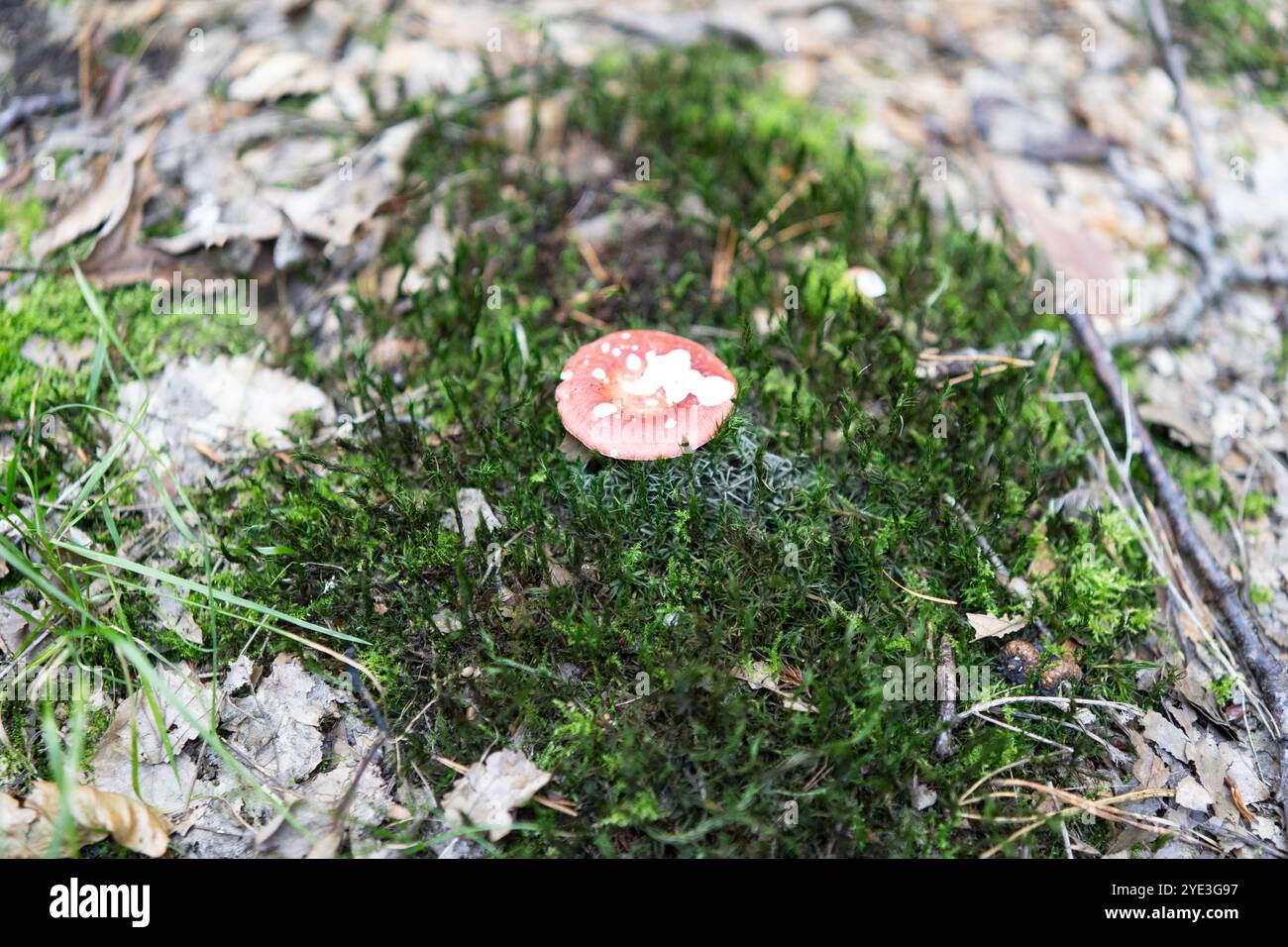 Ein kleiner Fliegenpilz, der zwischen Moos wächst. Konzept der erneuerbaren Natur Stockfoto