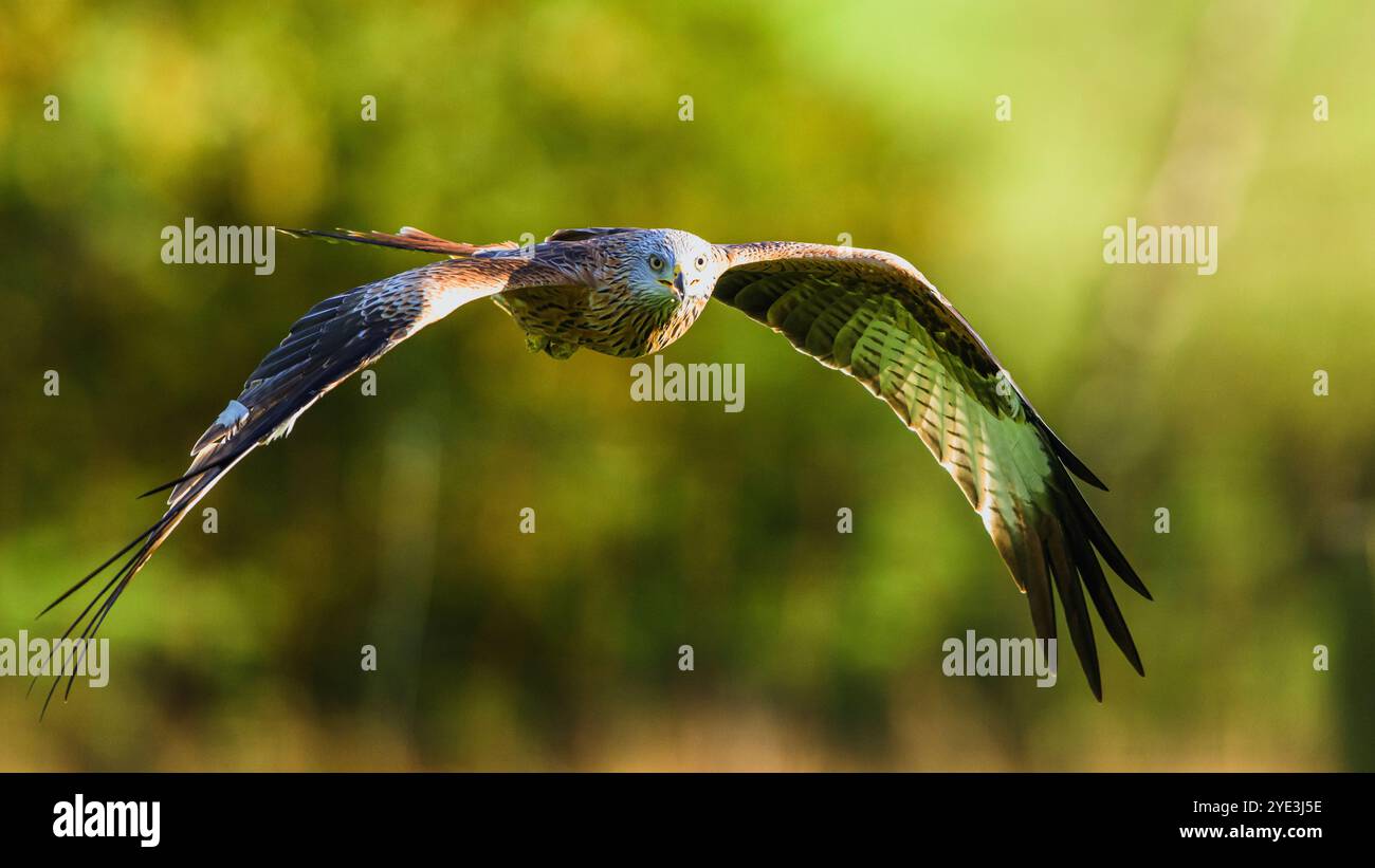 Red Drache, Milvus milvus, Vogel im Flug Stockfoto