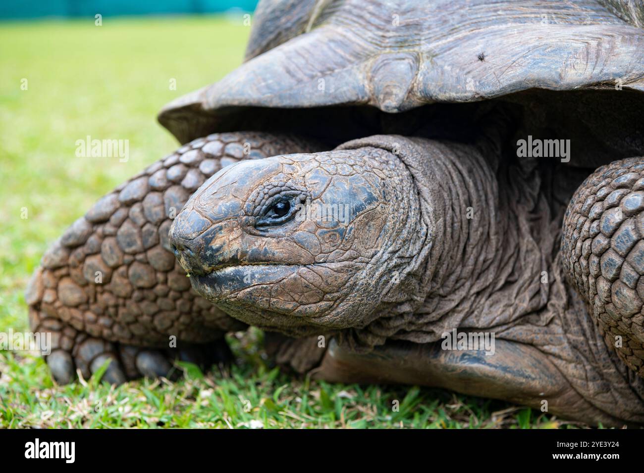 Aldabra Riesenschildkröte Aldabrachelys gigantea, Syn.:Geochelone gigantea, Dipsochelys Elephantina, Dipsochelys dussumieri, 23 farbiger Erde Naturpark Stockfoto