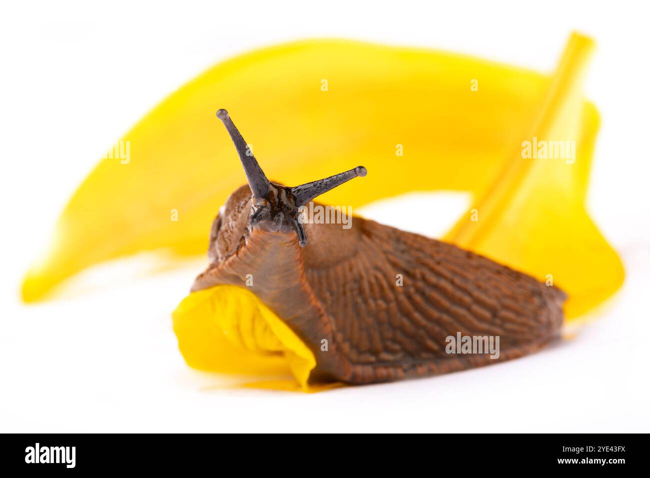 Großaufnahme der spanischen Schnecke Arion vulgaris lusitanicus. Große schleimige braune Schnecke auf gelbem Pflanzenmakroschuss weißem Hintergrund Stockfoto