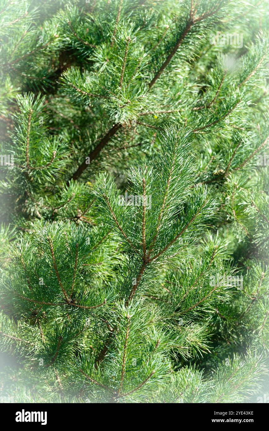 Weihnachtsbaum grüne Kiefernzweige hellblauer Rahmen Karte Feiertagshintergrund Stockfoto
