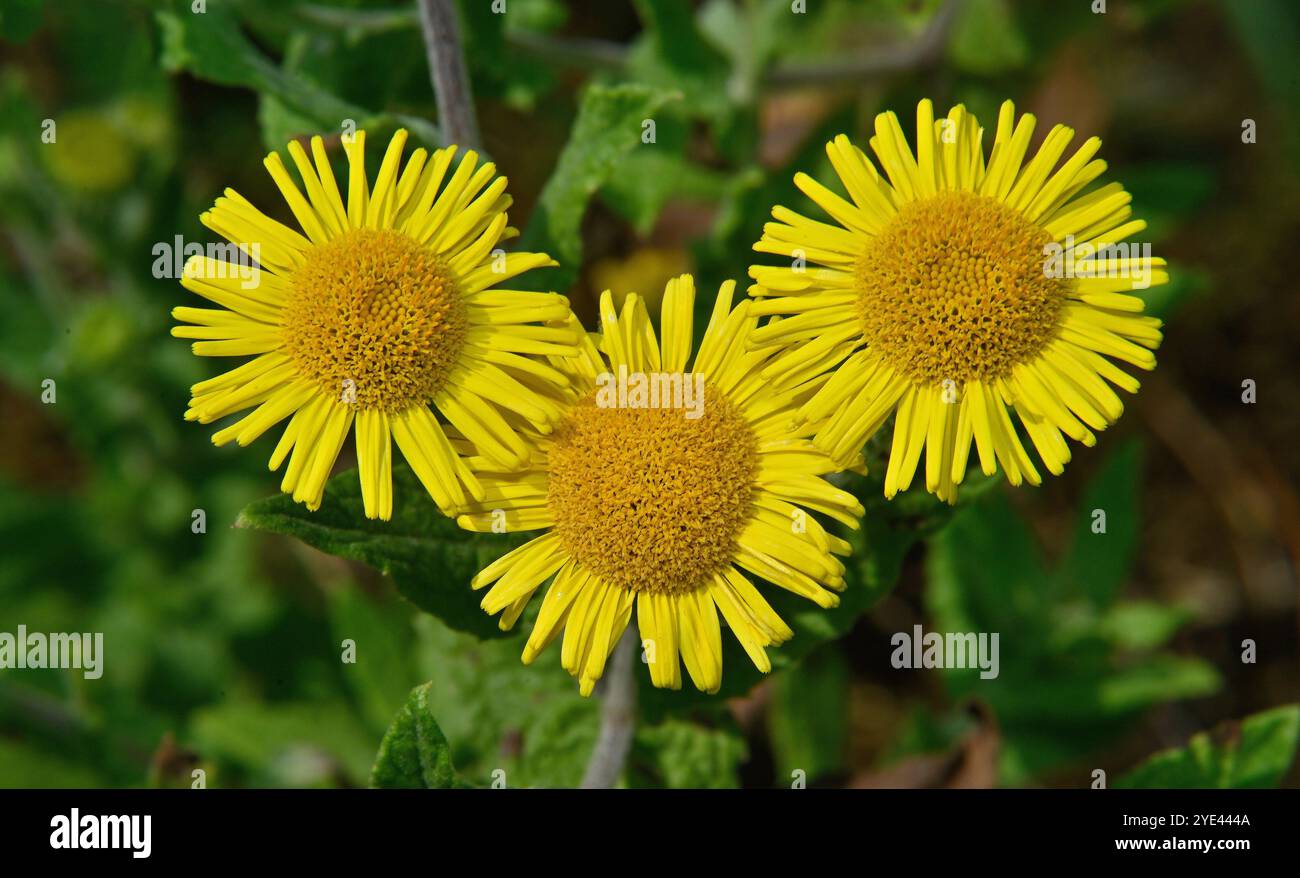 Drei leicht überlappende, gut fokussierte fleabane-Blüten. Diese Pulicaria dysenterica sind hellgelb mit einem tieferen gelben Zentrum. Nahaufnahme. Stockfoto