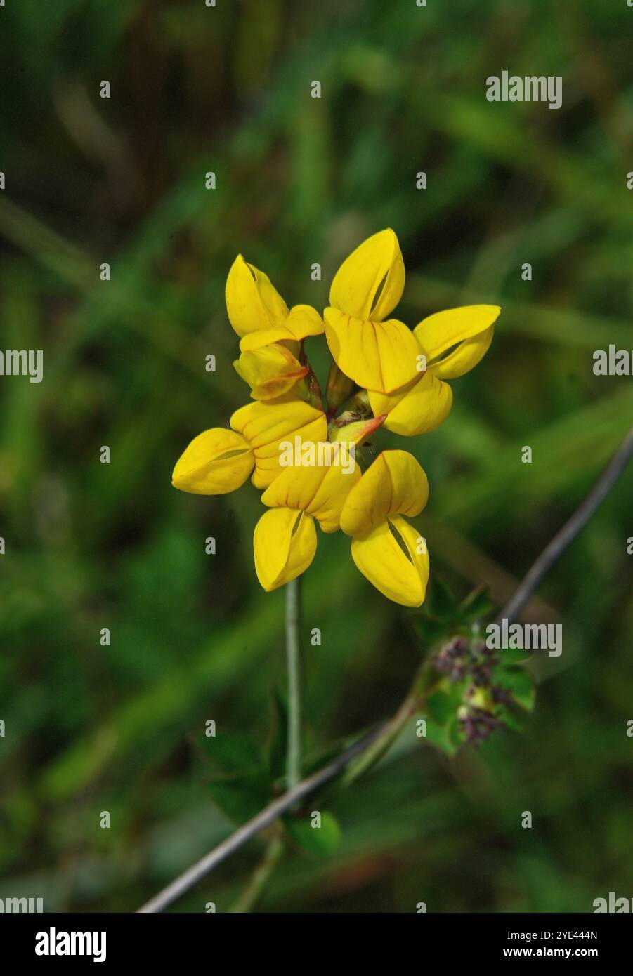 Vogelfuß-Trefoil, Lotus corniculatus, in voller Blüte vor natürlichem grünem Hintergrund. Nahaufnahme und fokussiert mit guten Blumendetails. Stockfoto